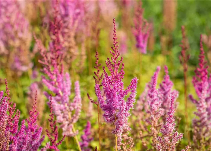 Lanzen-Astilbe 'Purpurlanze'