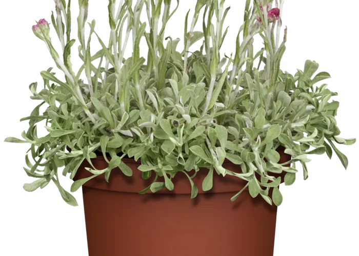 Katzenpfötchen Katzenpfötchen