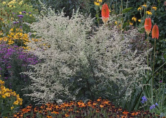 Weißblühender China-Beifuß 'Weiße Dame' Weißblühender China-Beifuß 'Weiße Dame'