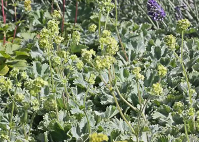 Zwergiger Frauenmantel Zwergiger Frauenmantel