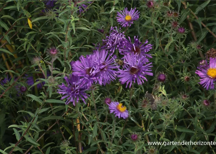 Raublatt-Aster Raublatt-Aster