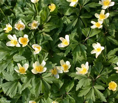 Busch-Windröschen Busch-Windröschen