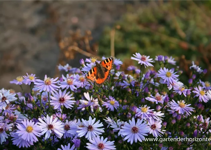 Kissen-Aster Kissen-Aster
