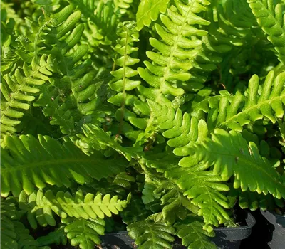 Blechnum spicant Blechnum spicant