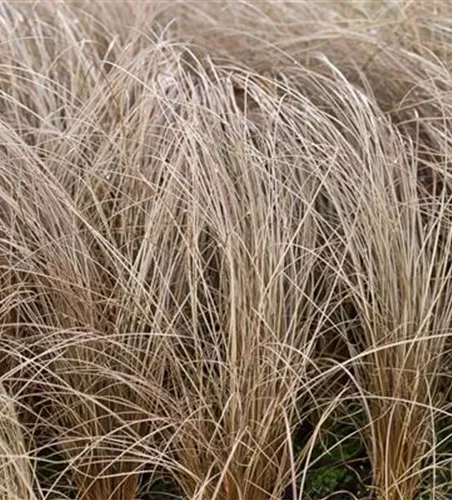 Carex comans 'Bronze'