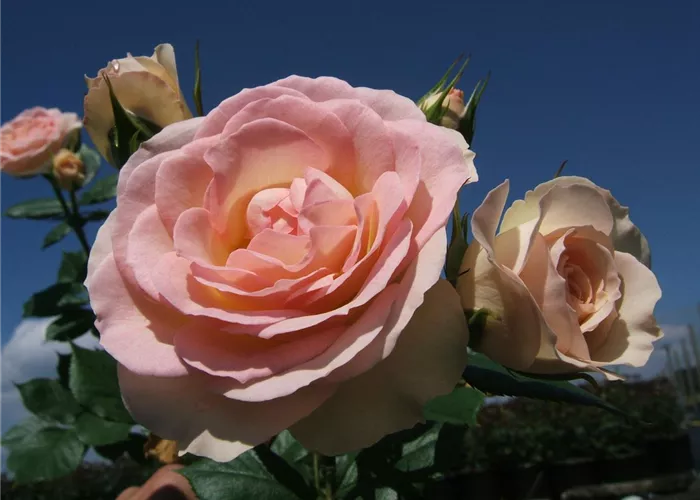 Beetrose 'Garden of Roses'® Beetrose 'Garden of Roses'®