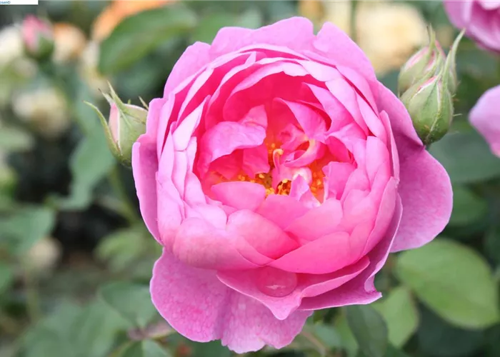 Strauchrose 'Royal Jubilee'® Strauchrose 'Royal Jubilee'®