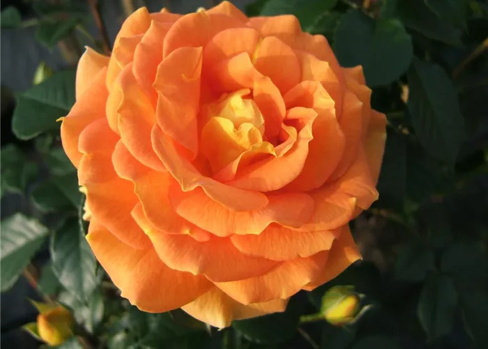 Beetrose 'Goldelse'®