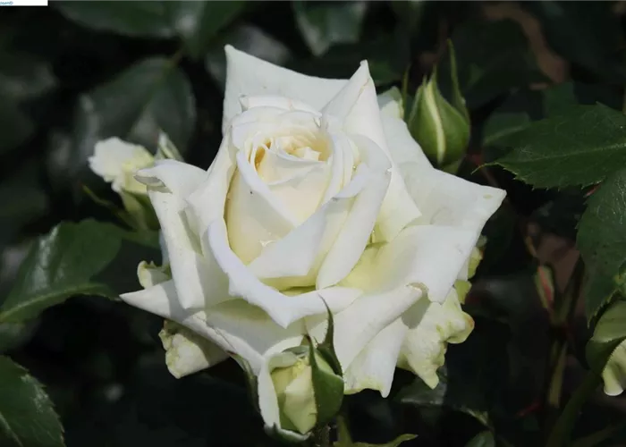 Kletterrose 'Alaska'® Kletterrose 'Alaska'®