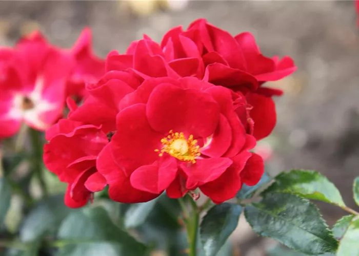 Bodendeckerrose 'Matador'® Bodendeckerrose 'Matador'®