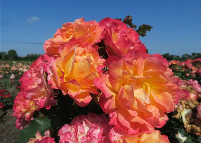 Strauchrose 'LandLust'® Strauchrose 'LandLust'®