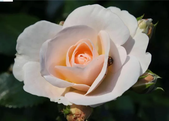 Beetrose 'Sirius'® Beetrose 'Sirius'®