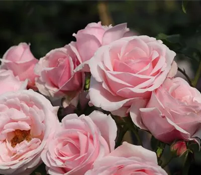 Kletterrose 'Billet Doux'® Kletterrose 'Billet Doux'®