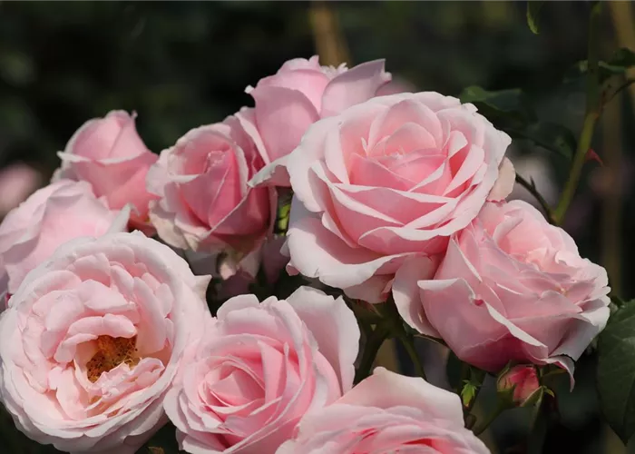 Kletterrose 'Billet Doux'® Kletterrose 'Billet Doux'®