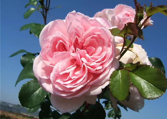 Strauchrose 'Cinderella'® Strauchrose 'Cinderella'®