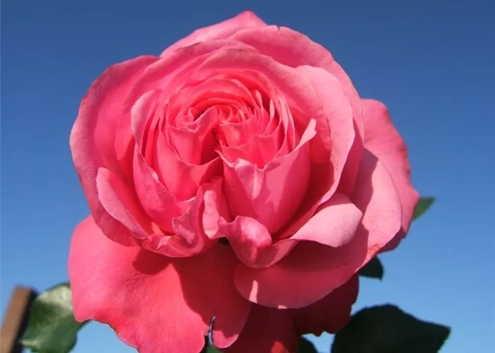 Kletterrose 'Rosanna'® Kletterrose 'Rosanna'®