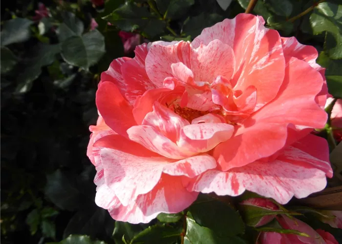 Edelrose 'Grimaldi' Edelrose 'Grimaldi'