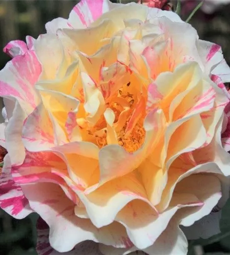 Edelrose 'Maurice Utrillo'® Edelrose 'Maurice Utrillo'®