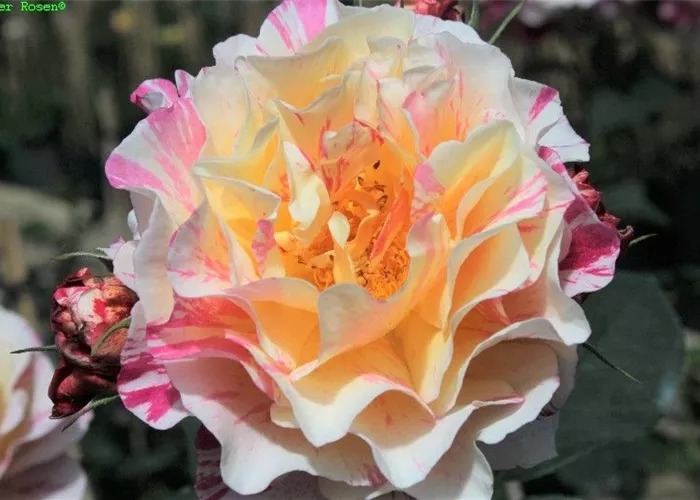 Edelrose 'Maurice Utrillo'®