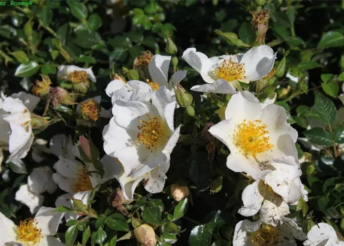 Zwergrose 'Sonnenröschen'® Zwergrose 'Sonnenröschen'®