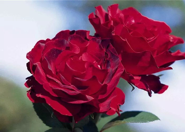 Beetrose 'Heinz Winkler'® Beetrose 'Heinz Winkler'®