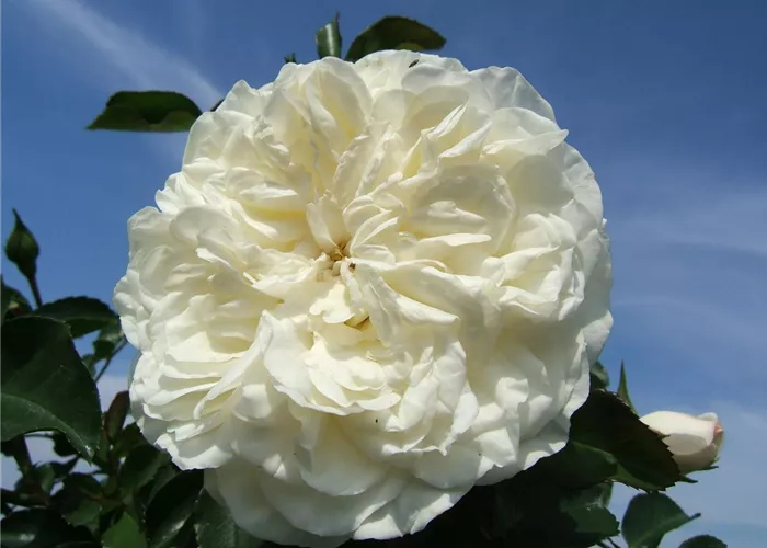 Strauchrosen 'White Meidiland'® Strauchrosen 'White Meidiland'®