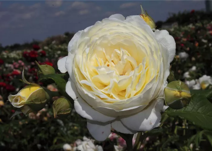 Strauchrose 'Claire Austin'® Strauchrose 'Claire Austin'®