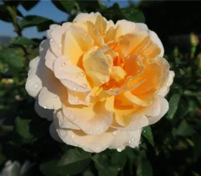 Edelrose 'Amélie Nothomb'® Edelrose 'Amélie Nothomb'®