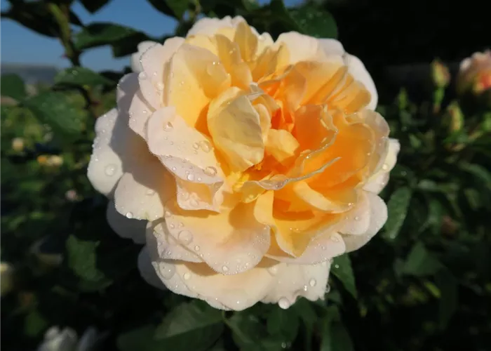 Edelrose 'Amélie Nothomb'® Edelrose 'Amélie Nothomb'®