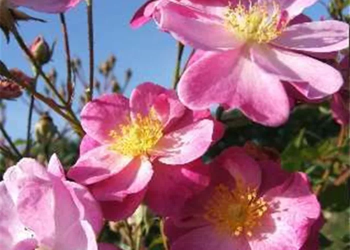 Kleinstrauchrose 'Lavender Dream'® Kleinstrauchrose 'Lavender Dream'®