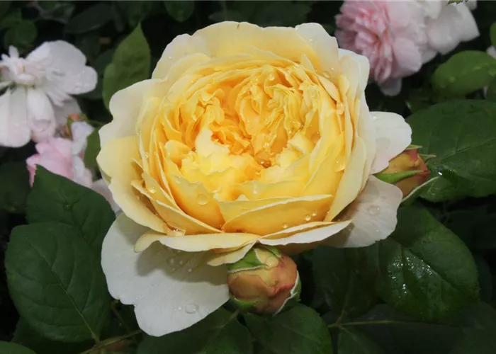 Strauchrose 'Charles Darwin'® Strauchrose 'Charles Darwin'®