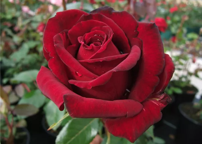 Edelrose 'Ingrid Bergmann'® Edelrose 'Ingrid Bergmann'®