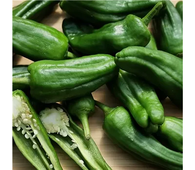 Capsicum annuum 'Pimientos de Patron'