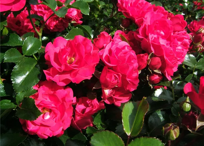 Bodendeckerrose 'Gärtnerfreude'® Bodendeckerrose 'Gärtnerfreude'®