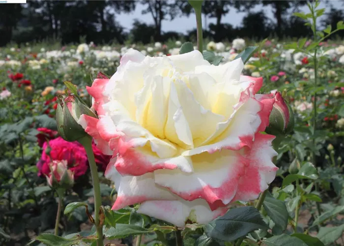 Edelrose 'Athena'® Edelrose 'Athena'®