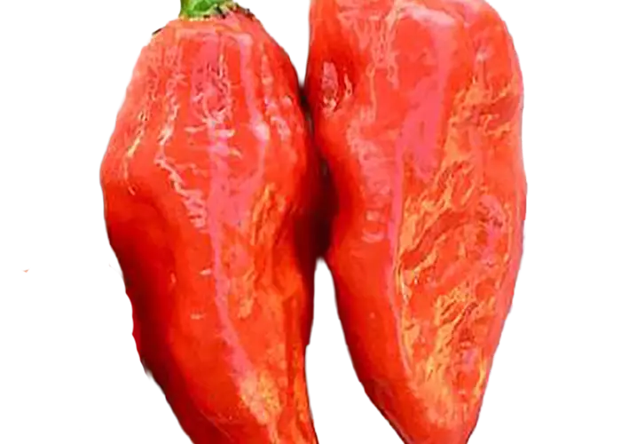 Capsicum chinense 'Naga Morich'