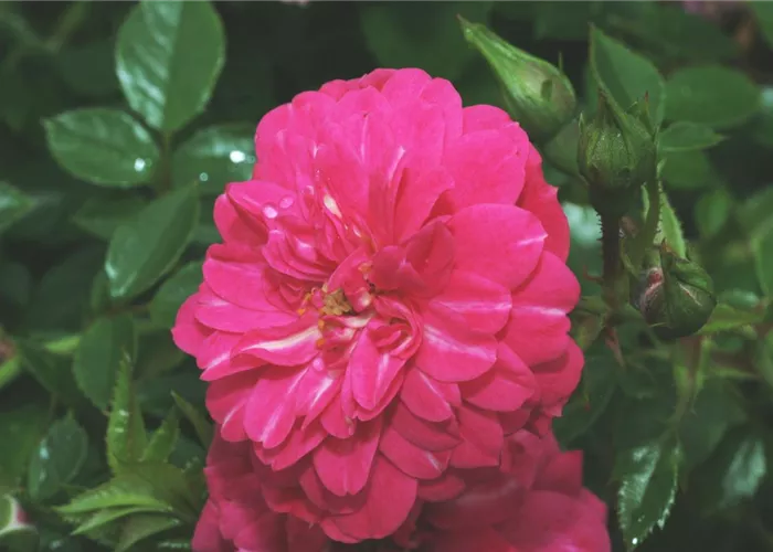 Bodendeckerrrose 'Knirps'®