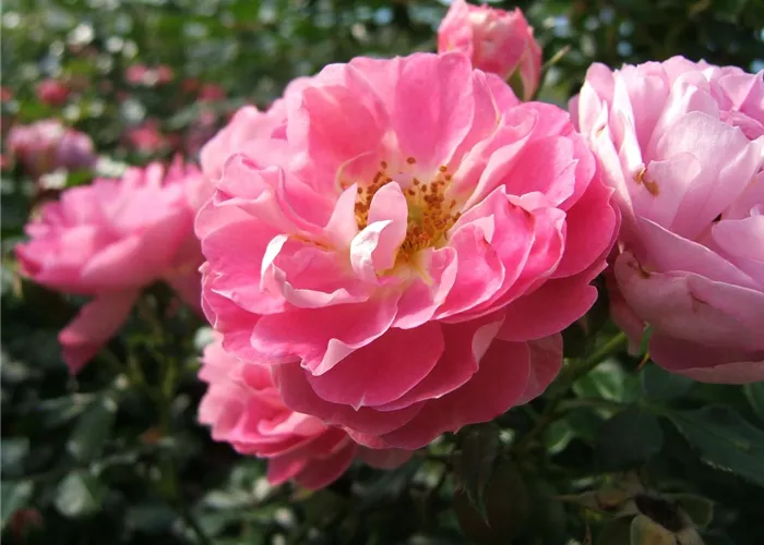 Zwergrose 'Charmant'® Zwergrose 'Charmant'®