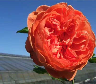 Englische Strauchrose 'Summer Song'® Englische Strauchrose 'Summer Song'®