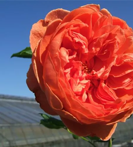 Englische Strauchrose 'Summer Song'® Englische Strauchrose 'Summer Song'®