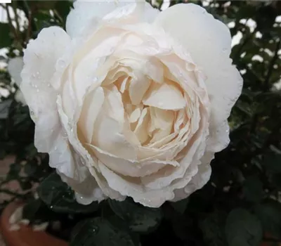 Englische Rose 'Desdemona'® Englische Rose 'Desdemona'®