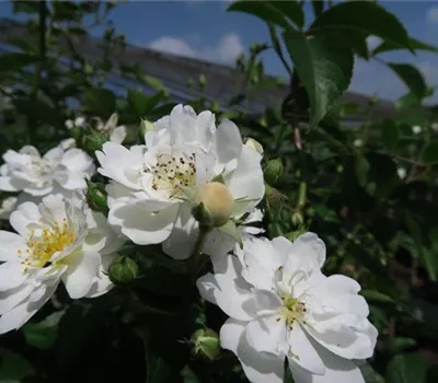 Kletterrose 'Guirlande d'Amour'® Kletterrose 'Guirlande d'Amour'®