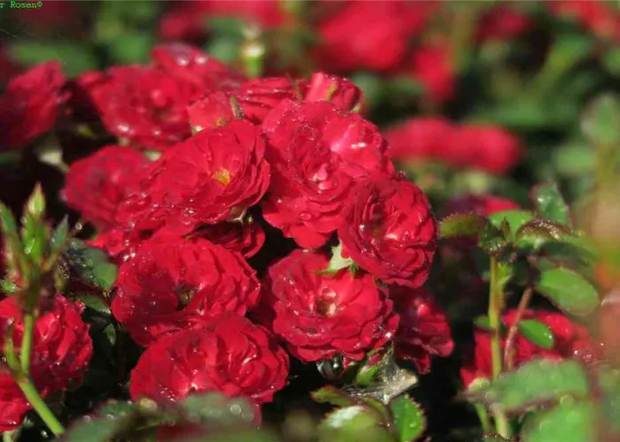 Zwergrose 'Mandy'® Zwergrose 'Mandy'®