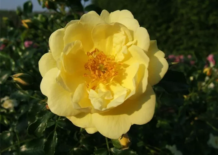 Bodendeckerrose 'Sunny Rose'® Bodendeckerrose 'Sunny Rose'®