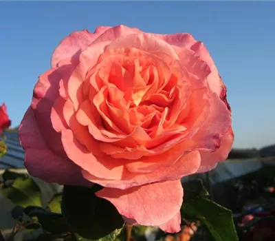 Edelrose 'Augusta Luise'® Edelrose 'Augusta Luise'®