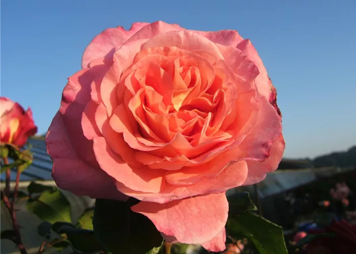 Edelrose 'Augusta Luise'® Edelrose 'Augusta Luise'®