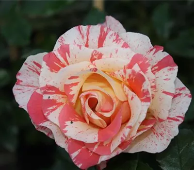 Beetrose 'Alfred Sisley'® Beetrose 'Alfred Sisley'®