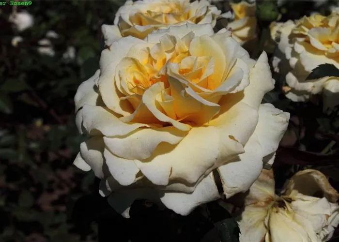 Edelrose 'Sunny Sky'® Edelrose 'Sunny Sky'®