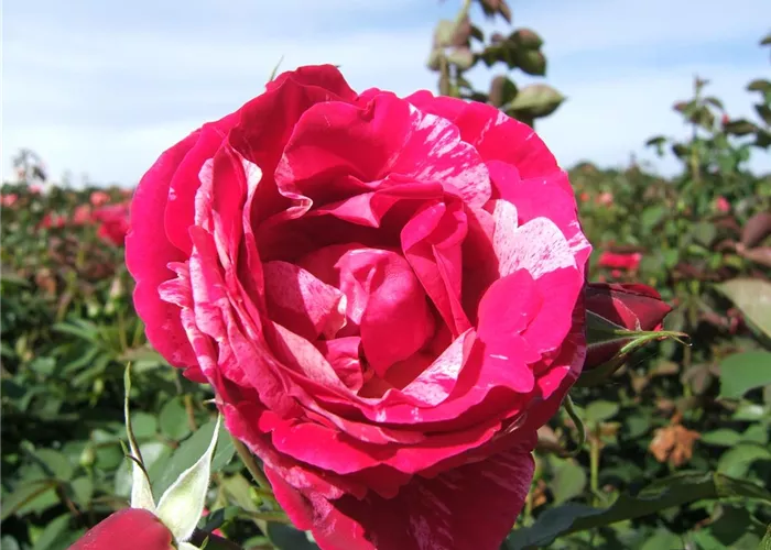 Edelrose 'Henri Matisse' Edelrose 'Henri Matisse'