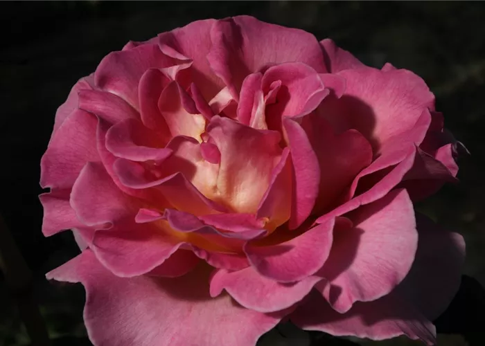 Edelrose 'Pink Paradise'® Edelrose 'Pink Paradise'®
